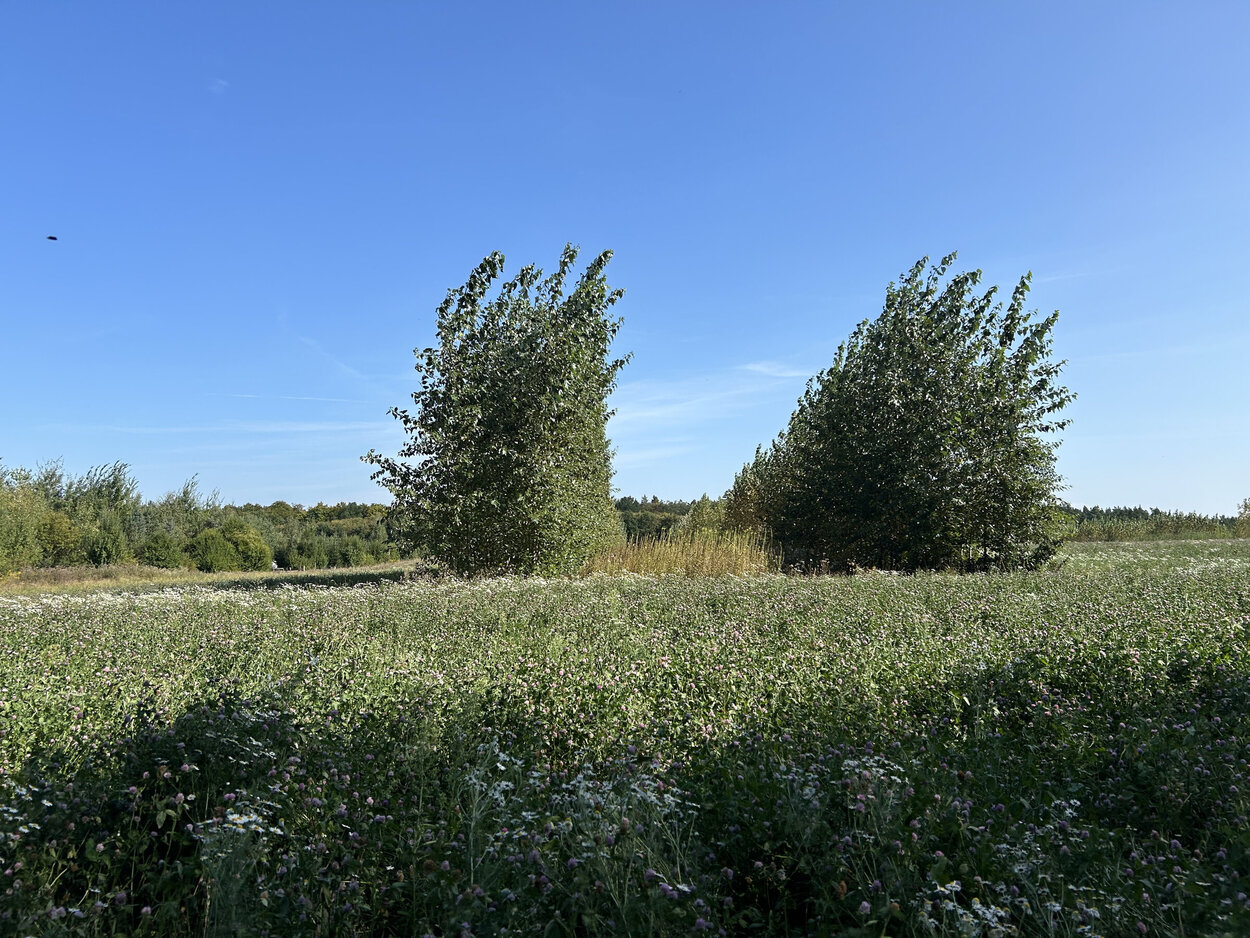 Ein Landschaftsbild mit Wiese, Sträuchern und Bäumen.