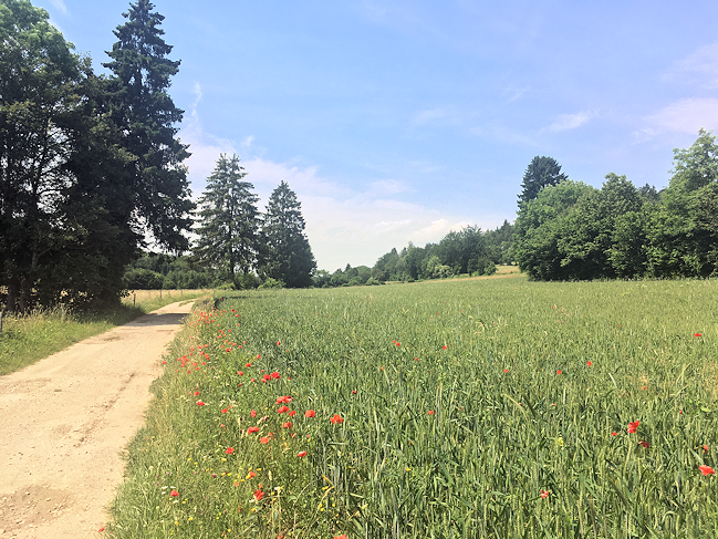 Extensive Agrarlandschaft