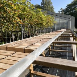 Biologische Dauerhaftigkeit von Holz und holzbasierten Materialien