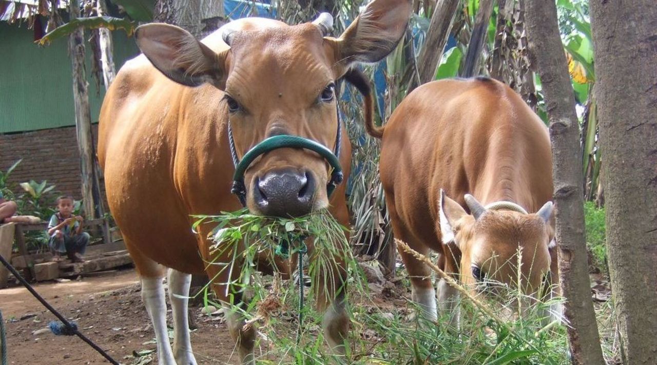 ‚Bali cattle‘ is an indigenous and widespread Indonesian breed