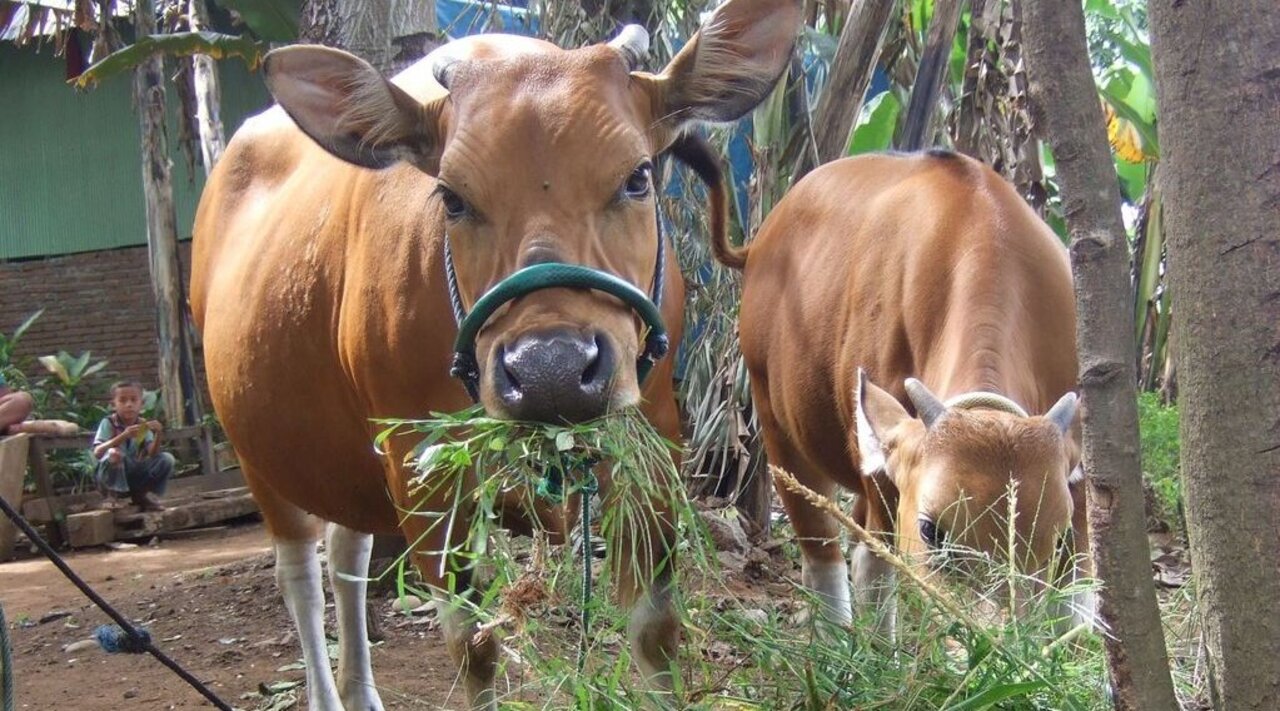 ‚Bali cattle‘ is an indigenous and widespread Indonesian breed