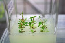 Foto einer kleinen durchsichtigen Plastikbox mit Pappelpflanzen in der Gewebekultur