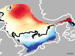 Klimawandel – die einen kommen, die anderen gehen