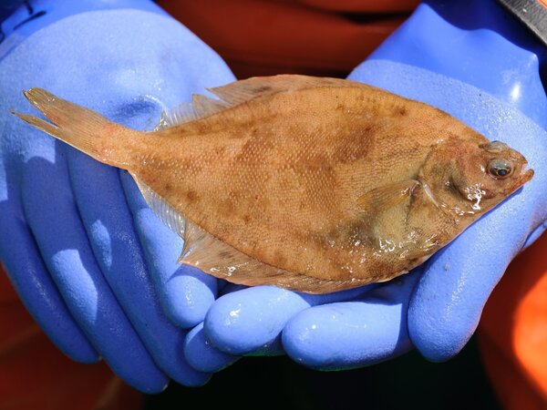 Kliesche Eine Kliesche liegt in den behandschuhten Händen. Die Gummihandschuhe sind blau.
