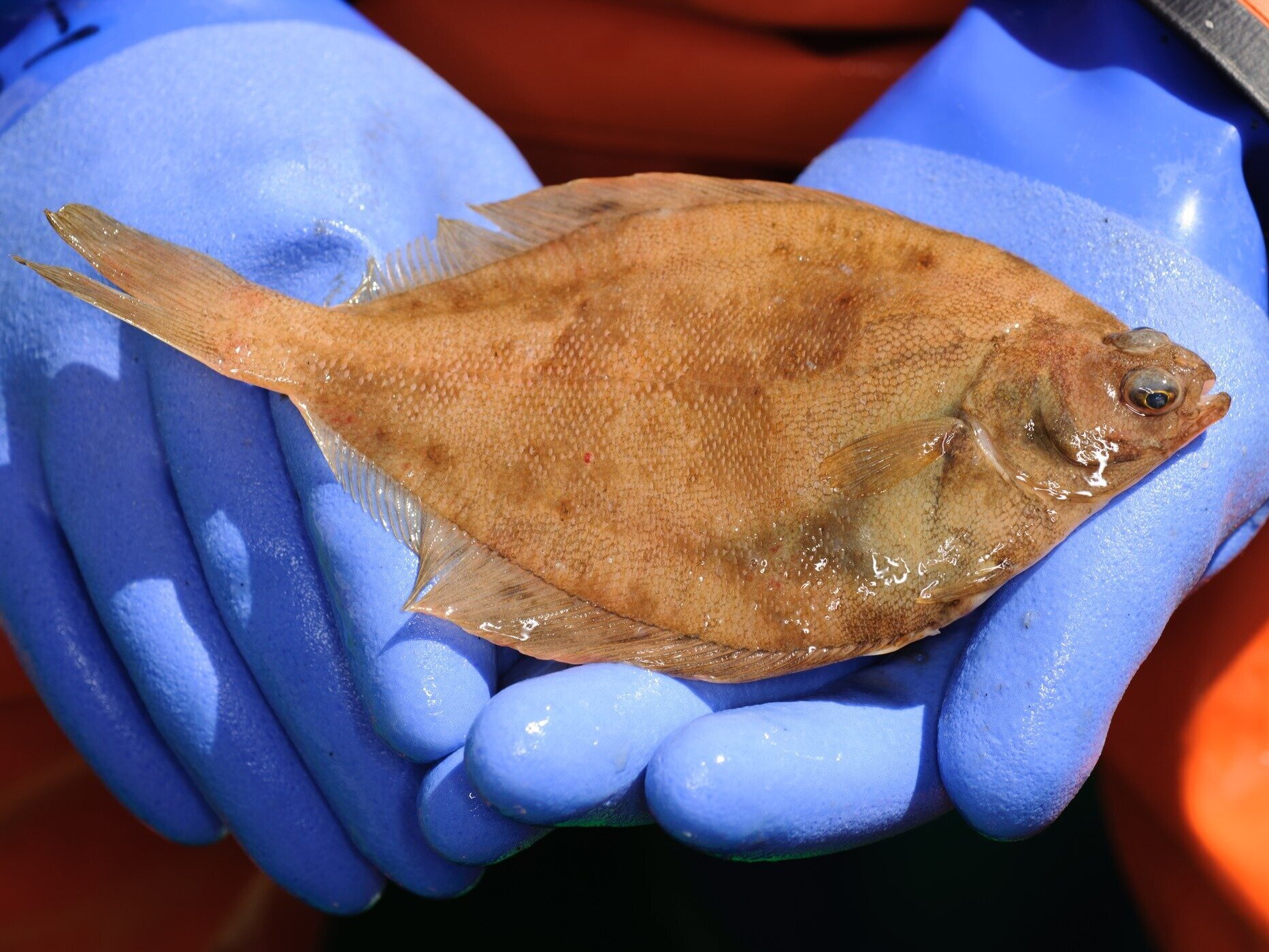 Eine Kliesche liegt in den behandschuhten Händen. Die Gummihandschuhe sind blau.