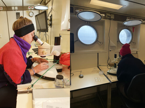 Screening of the specimens right after the processing and the identification of the dominant species. Screening of the specimens right after the processing and the identification of the dominant species.