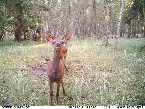 Monitoring durch Fotofallen