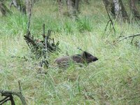 Wildschweine: hoher Zuwachs und Seuchengefahr