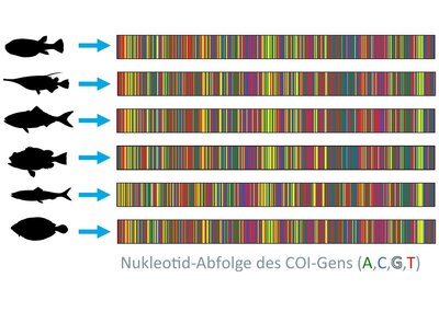 Die Grafik zeigt das genetische Profil von verschiedenen Fischarten