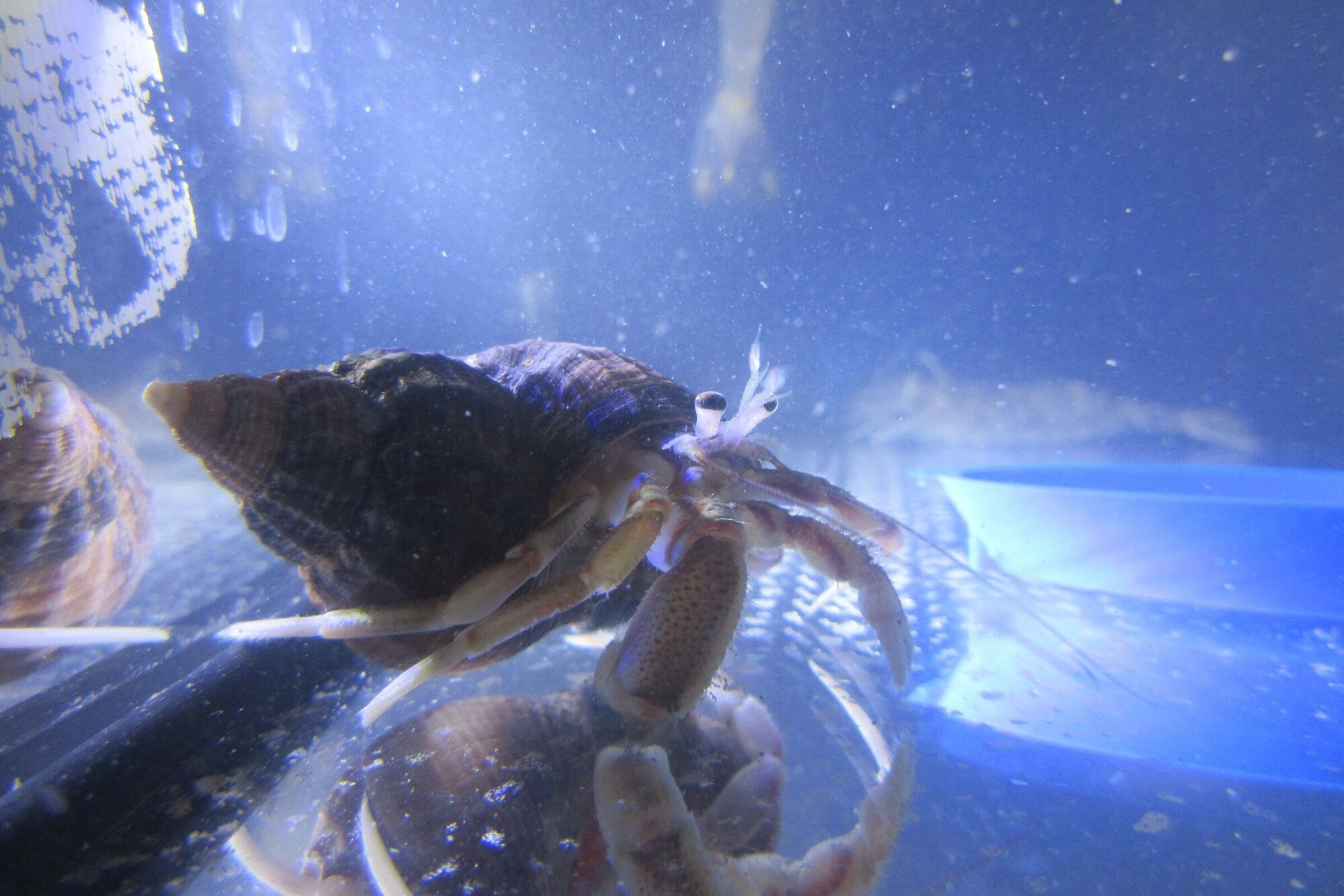 Einsiedlerkrebs Ein Krebs sitzt in einer Muschelschale, man sieht nur Scheren, Beinchen u