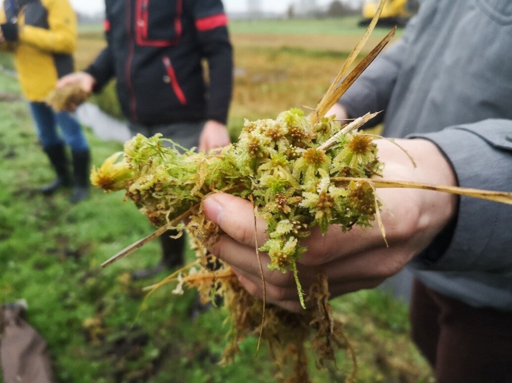 Eine Person hält Torfmoose in der Hand.