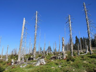 Abgestorbene Fichten stehen an einem ansteigenden Berghang vor einem blauen Himmel