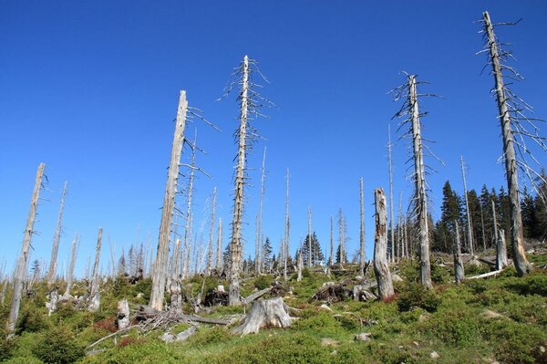 Abgstorbene Fichten stehen an einem ansteigenden Berghang vor blauem Himmel 