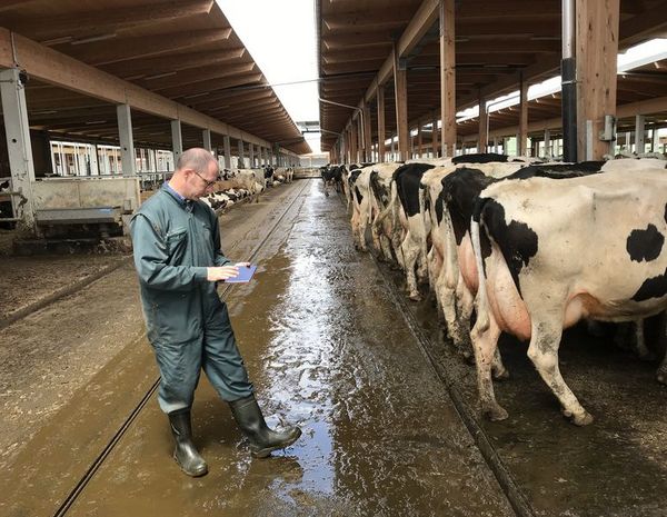 Beurteilung tierbezogener Indikatoren bei Milchkühen