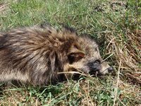 Der Marderhund kommt inzwischen flächendeckend vor