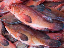 Monitoring der Küstenökosysteme in Cabo Verde - Entwicklung einer Blaupause für 'Large Ocean States' (CEM_CV)