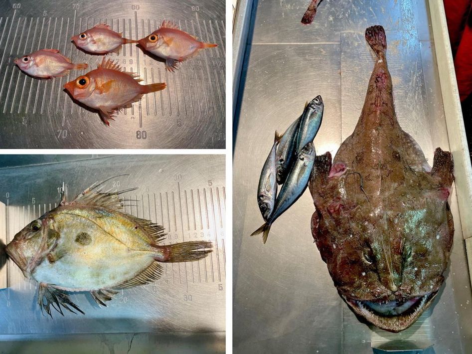 Ein zusammengesetztes Bild aus Bildern verschiedener Fischarten