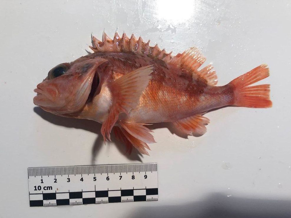 Ein kleiner roter Fisch mit Maßeinheit ca. 20 cm lang
