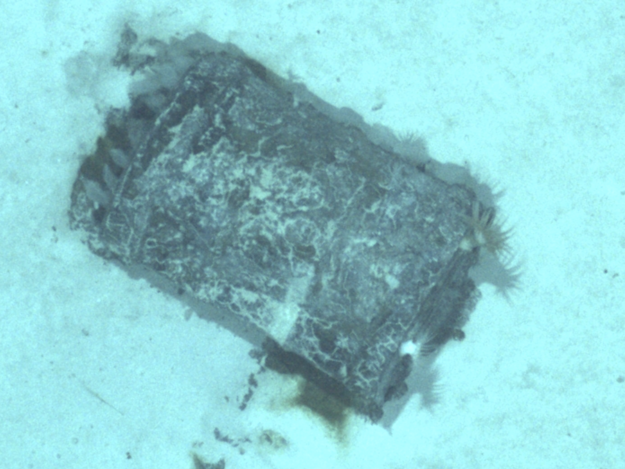 Barrels photographed by AUV Uly X A barrel lies on a sandy seabed and is overgrown with marine life.