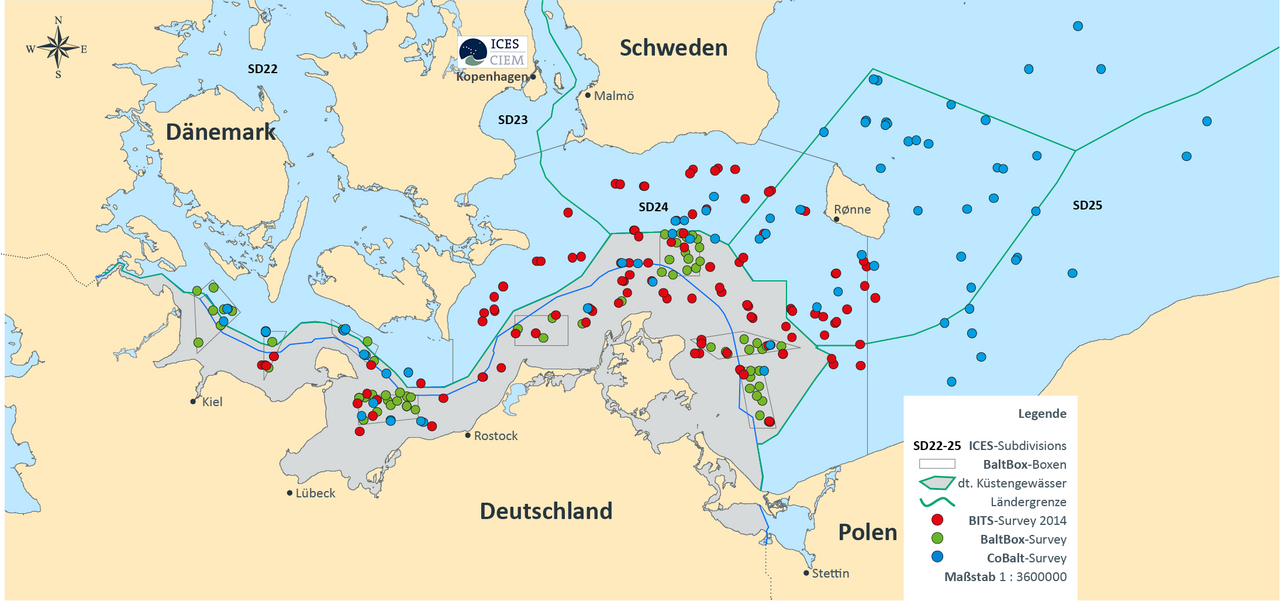 Das Thünen-Institut für Ostseefischerei führt derzeit drei verschiedene Grundschleppnetz-Surveys zu unterschiedlichen Jahreszeiten durch: BITS (Quartal 1 & 4) , BaltBox (Quartal 2) und CoBalt (Quartal 2) –Surveys