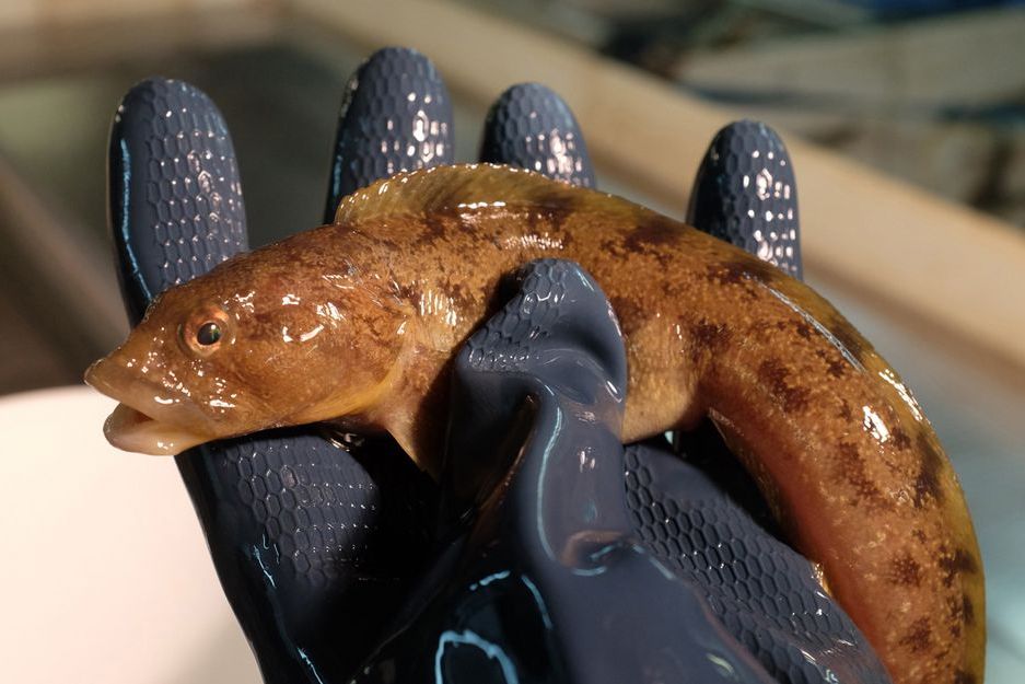 A eelpout held in the hand