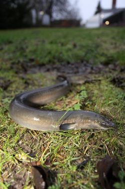 As you sow, so you shall reap - pollutants, parasites and their influence on Eels
