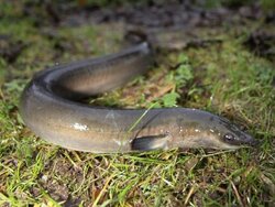 As you sow, so you shall reap - pollutants, parasites and their influence on Eels