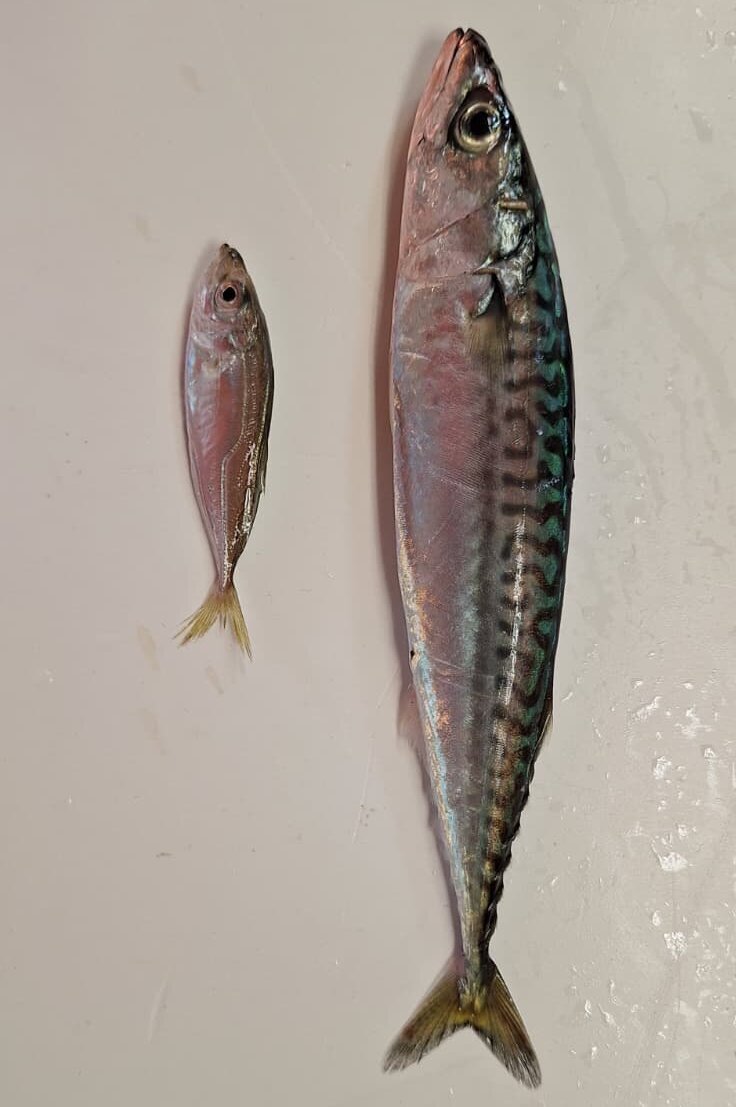 Makrelen (Scomber scombrus).