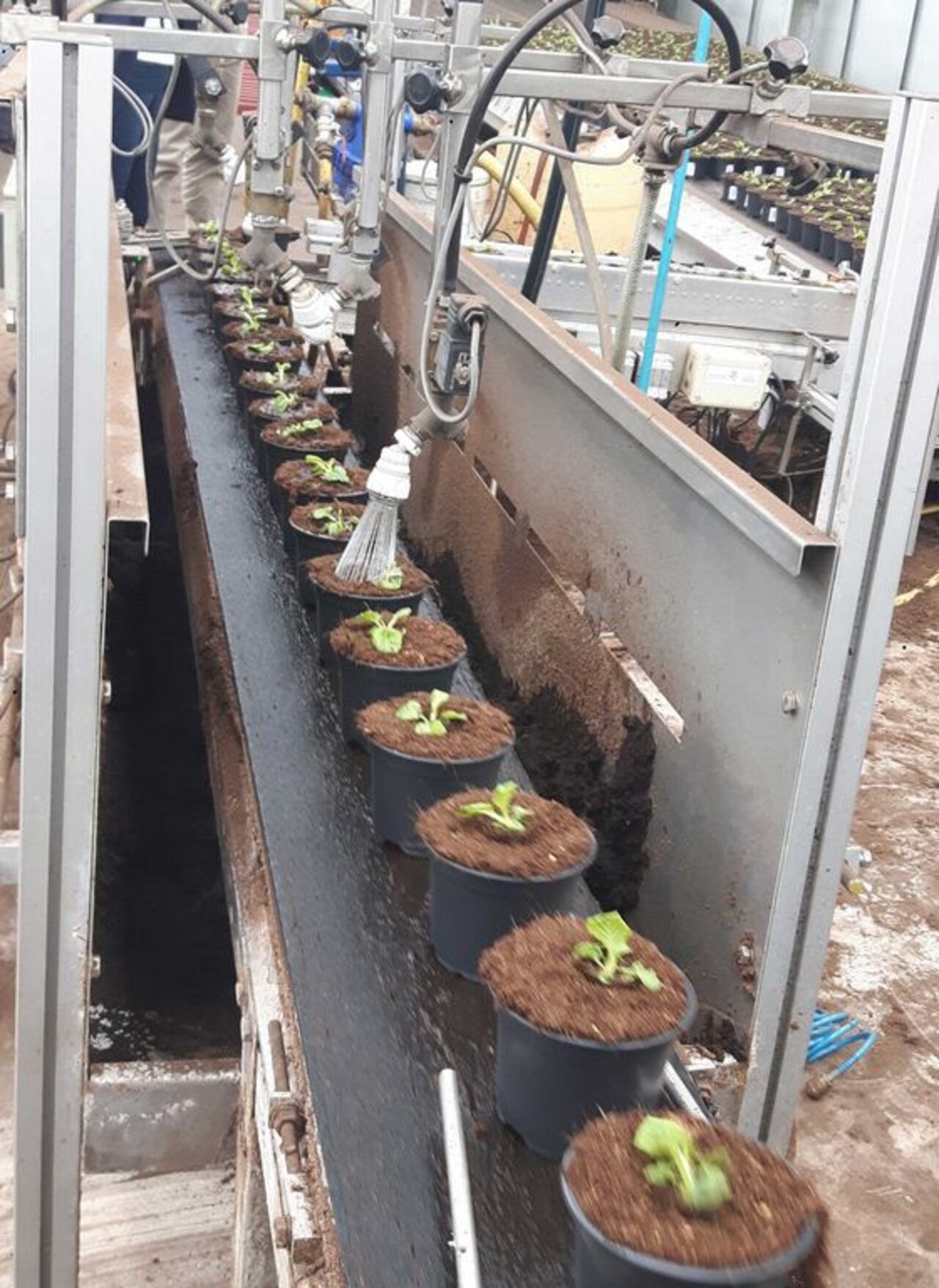 Anwässerung frisch getopfter Pflanzen