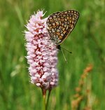 Randring-Perlmutterfalter auf einer Blüte