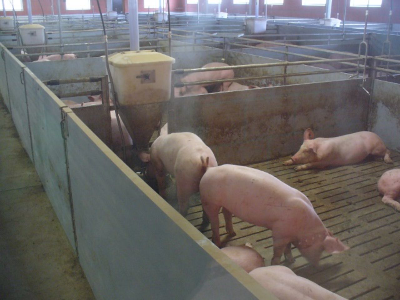 Blick auf einen typischen, für das geplante Projket geeigneten Mastschweinestall