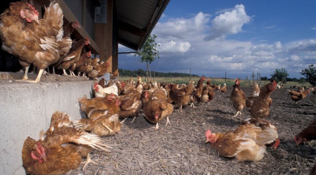 Legehennen in Freilandhaltung