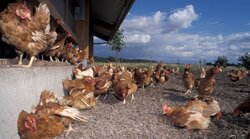 Nationwide comparison of animal welfare measures (premia)