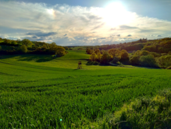 Treibhausgas-Emissionen durch Landnutzung, Landnutzungsänderun-gen und Forstwirtschaft (LULUCF)