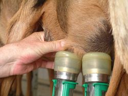 Healthy udders for healthy goat milk