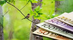 Anreizwirkungen, Akzeptanz und Klimawirksamkeit unterschiedlicher Honorierungsoptionen für den Klimaschutz in der Waldwirtschaft (AnAKHon)