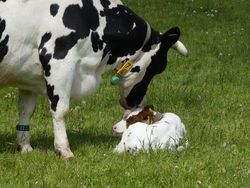Kuh und Kalb im Kontakt