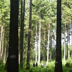 Regionalization Forest Condition Survey