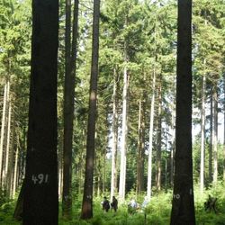 Regionalisierung der Waldzustandserhebung