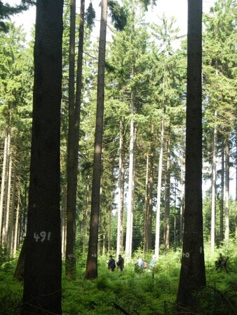 Kronenzustandsansprache