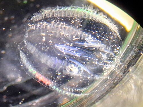 Eine Rippenqualle schillert bunt im Licht.