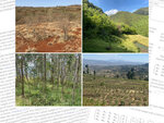 top left: Bohana exclosure in Konso, restrored section · top right: Right is exclosure and left planted, area Sodo · left and right: Woodlot, Chiro Kuni woreda