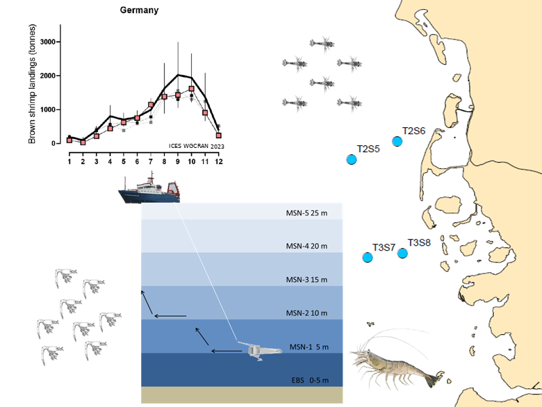 A map of the German Bight showing stylised Crangon larvae and a schematic representation of vertical plankton sampling with the coastal stations actually surveyed as blue dots with station IDs as well as German landings from the shrimp fishery over time.