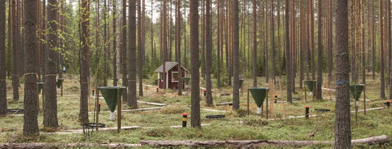 Level II - Waldmonitoringfläche in Finnland