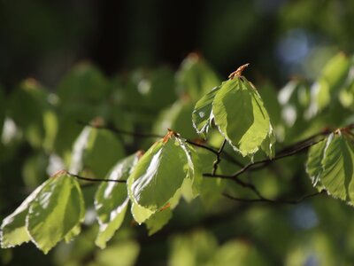 Junge Buchenblätter