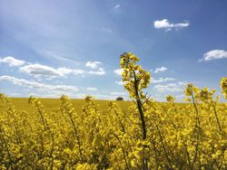 GHG-calculation of rapeseed cultivation