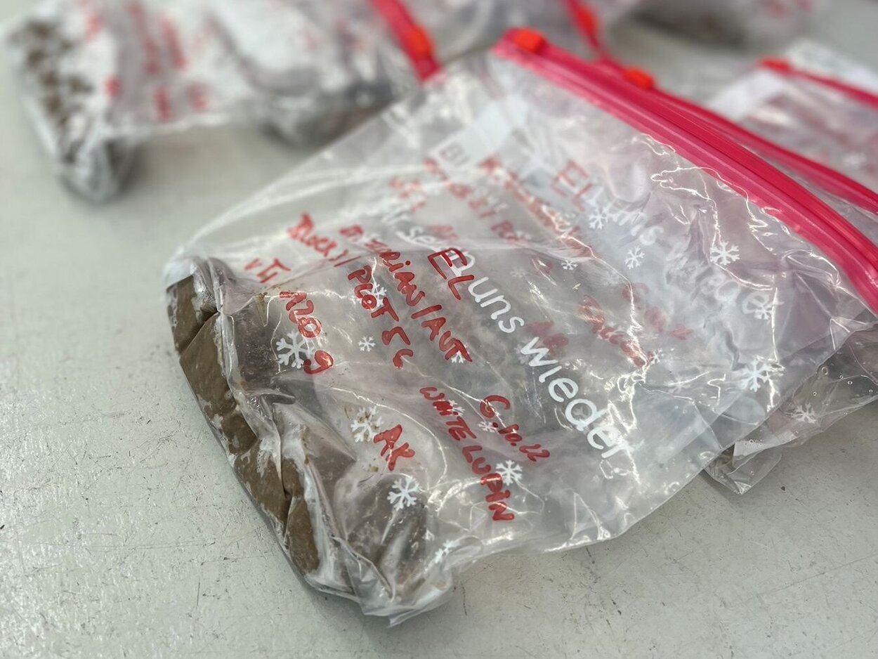 Thawing soil samples after storage at -20°C.