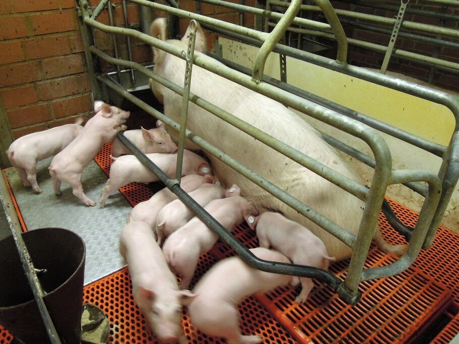 Eine Sau säugt mehrere Ferkel in einer schmalen Absperrung stehend
