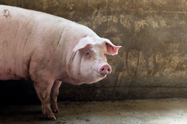 Ein Schwein im Stall