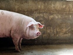 Konventionelle Schweinehaltung